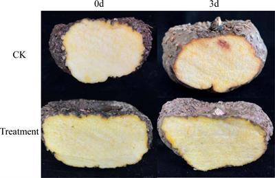 Amorphophallus muelleri activates ferulic acid and phenylpropane biosynthesis pathways to defend against Fusarium solani infection